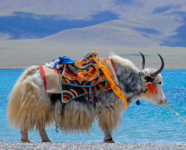 Lhasa Namtso Lake and EBC Tour
