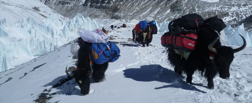 Everest advanced base camp trek